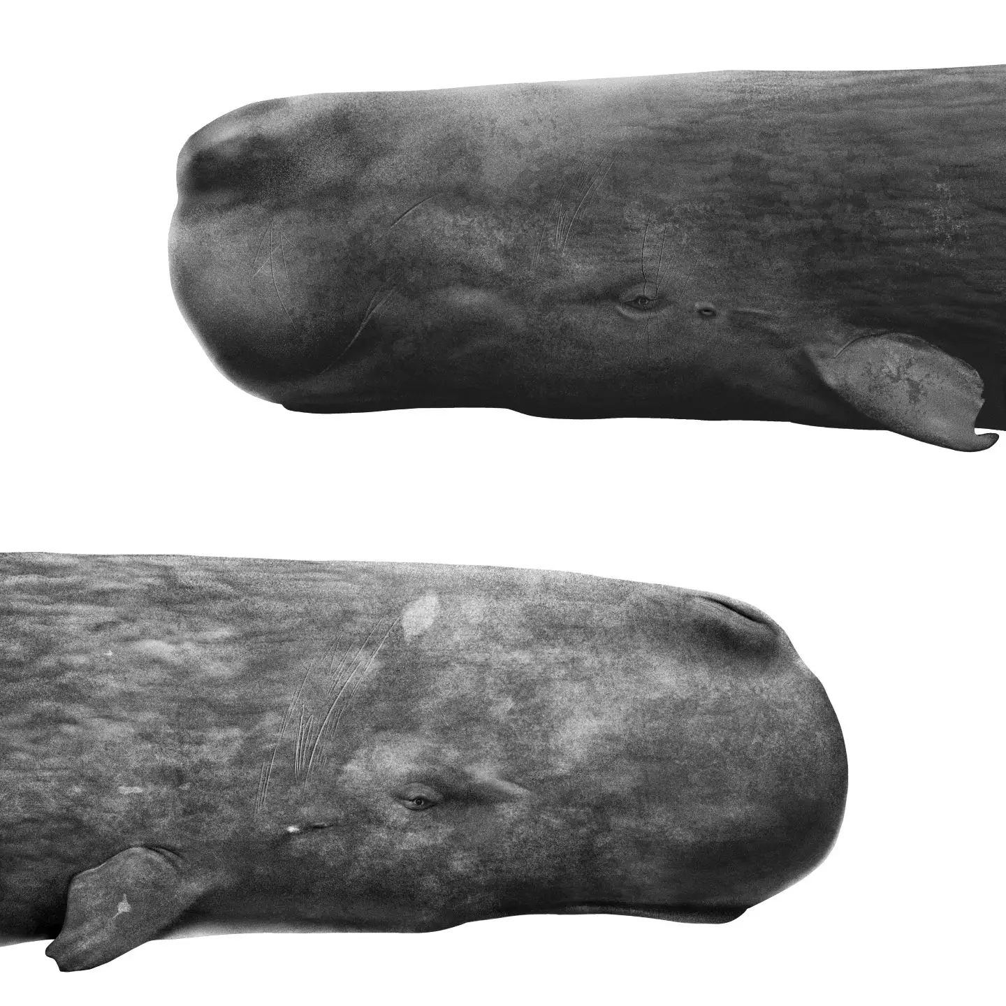 Sperm Whales of Dominica — 01