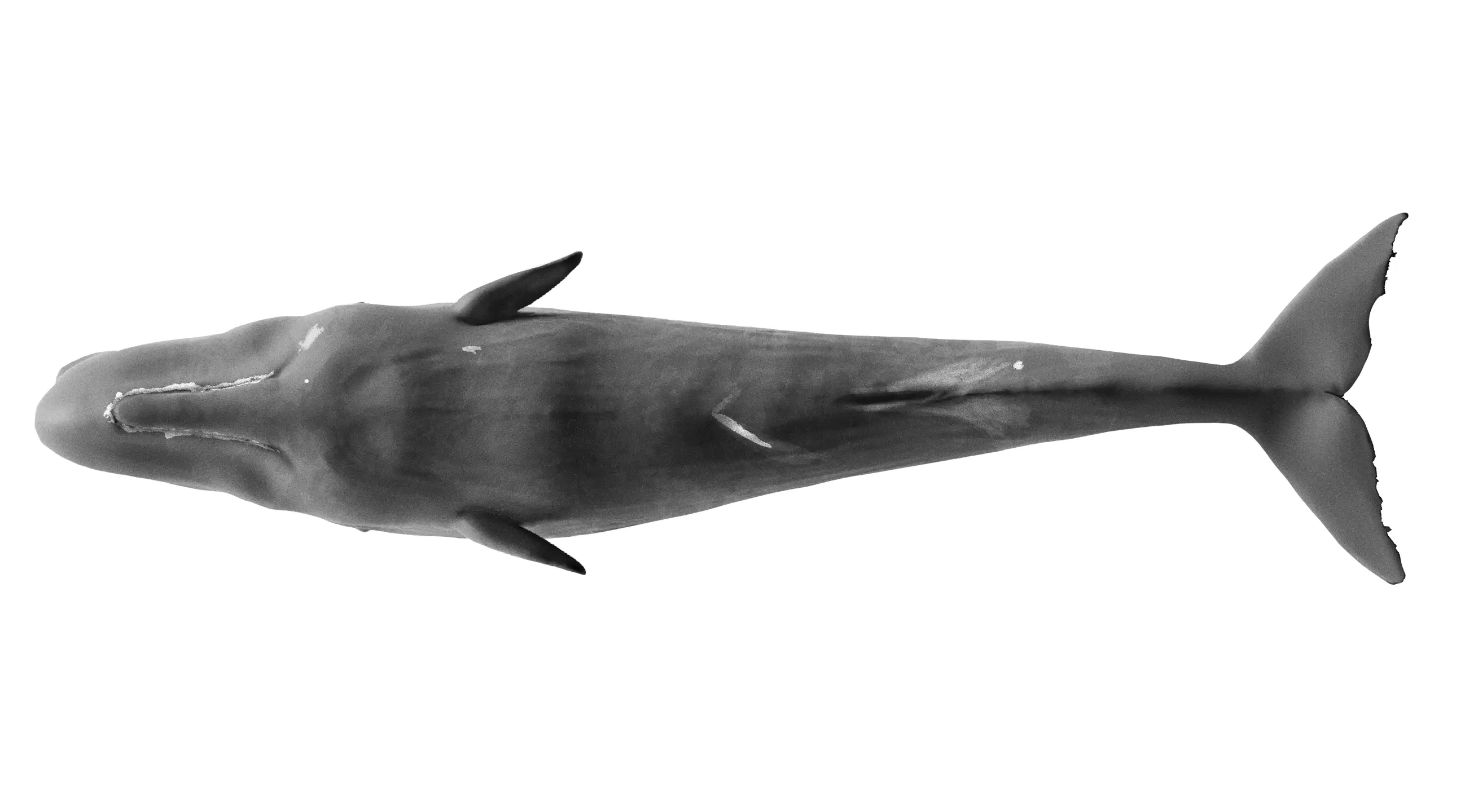 Sperm Whales of Dominica — 03