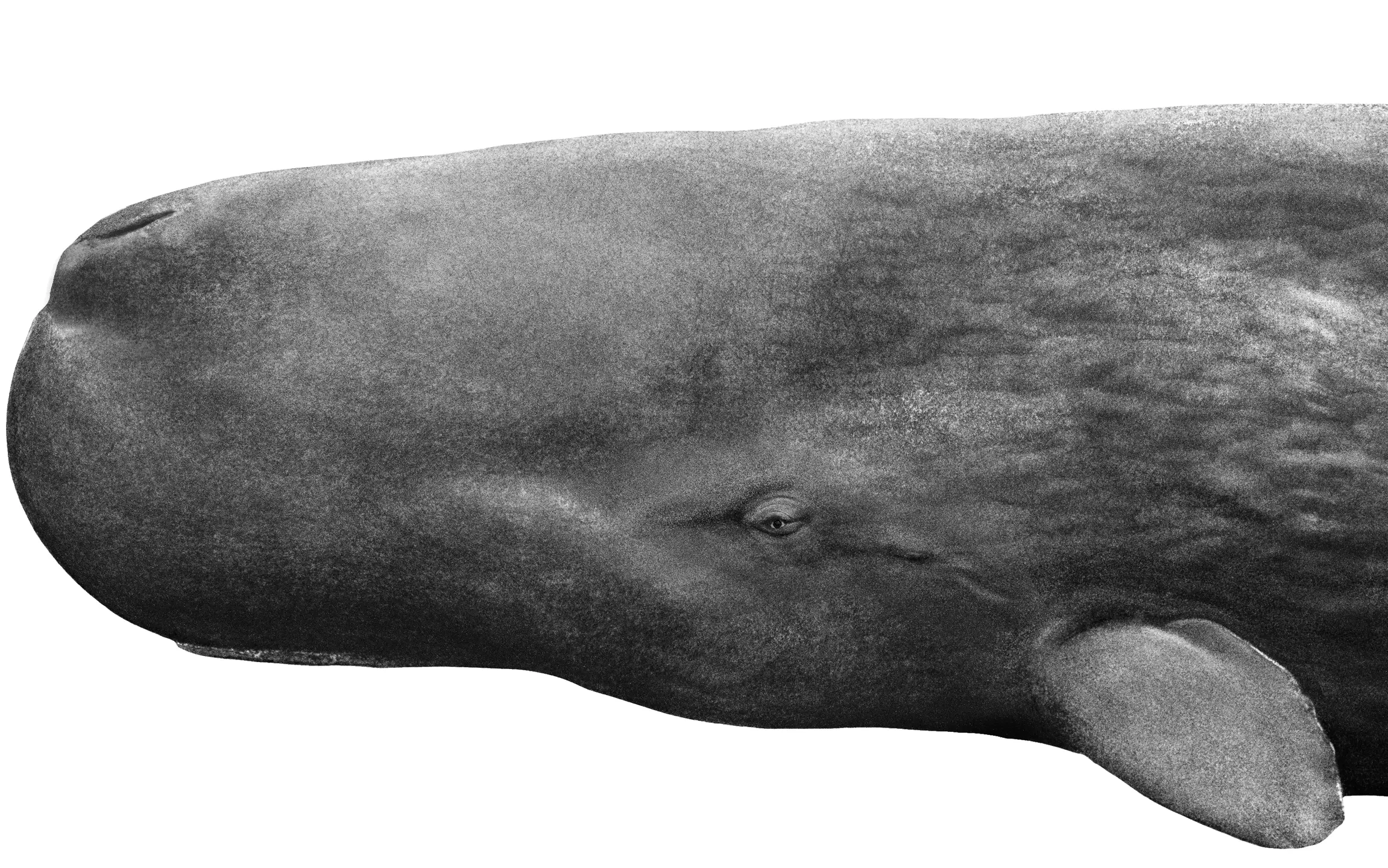 Sperm Whales of Dominica — 04
