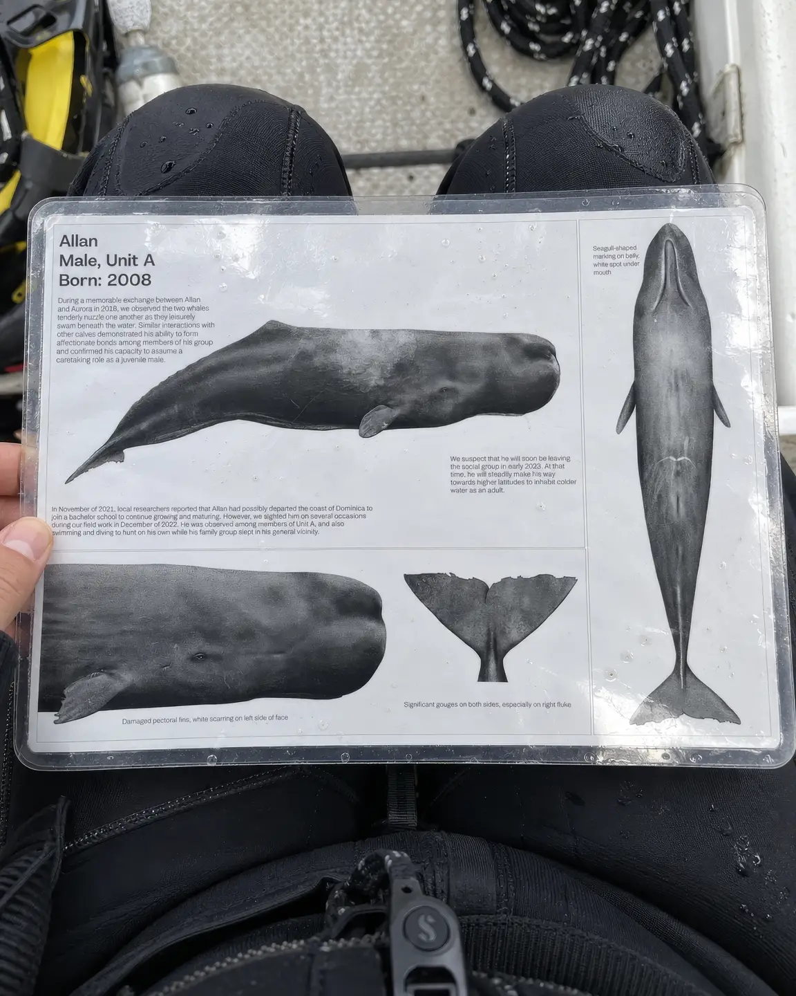 Sperm Whales of Dominica — 05
