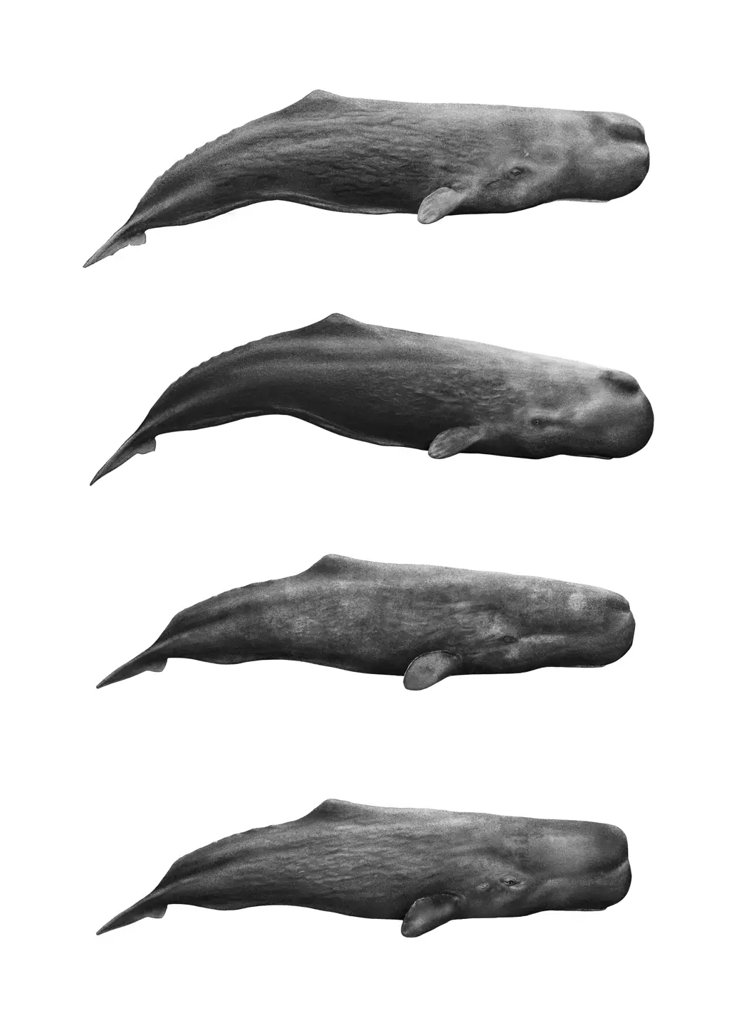 Sperm Whales of Dominica — 06