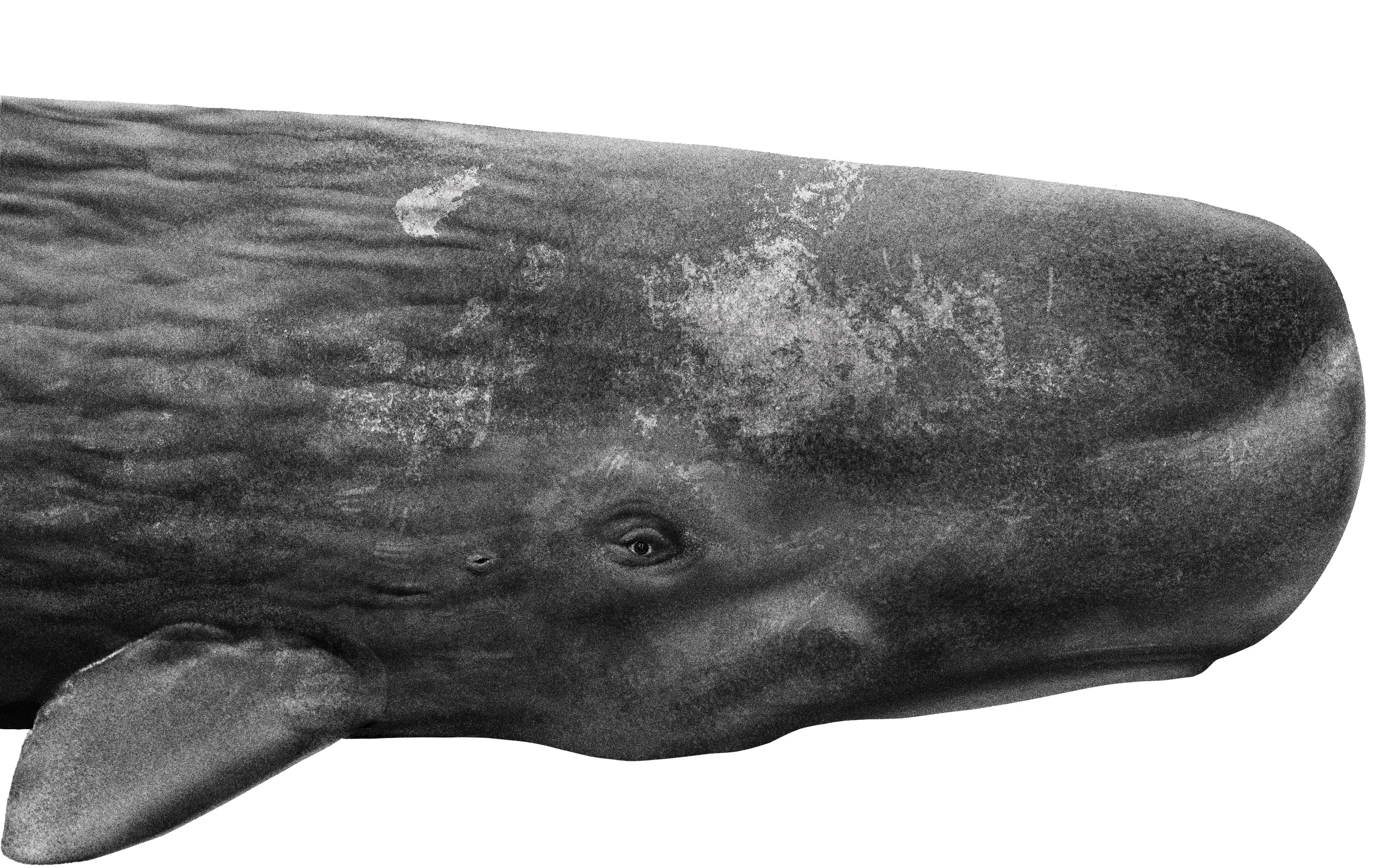 Sperm Whales Dominica