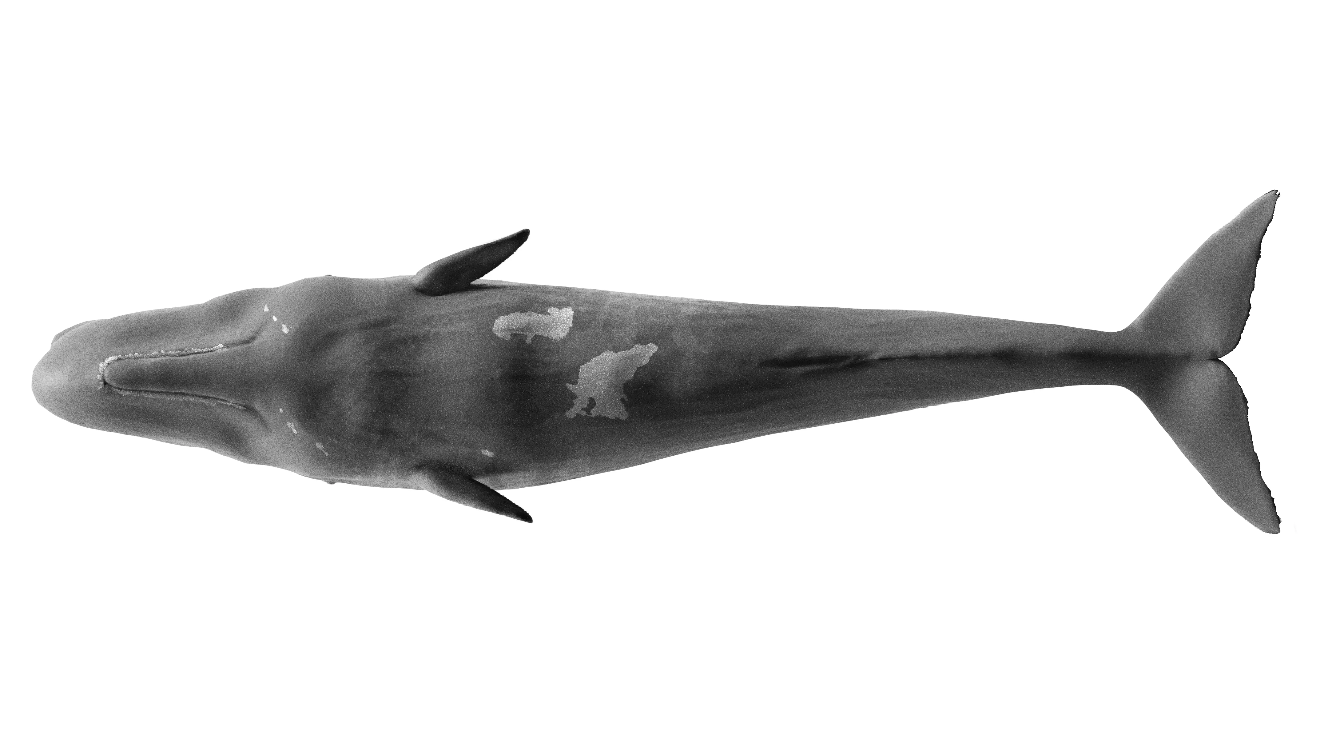 SPERM WHALES DOMINICA