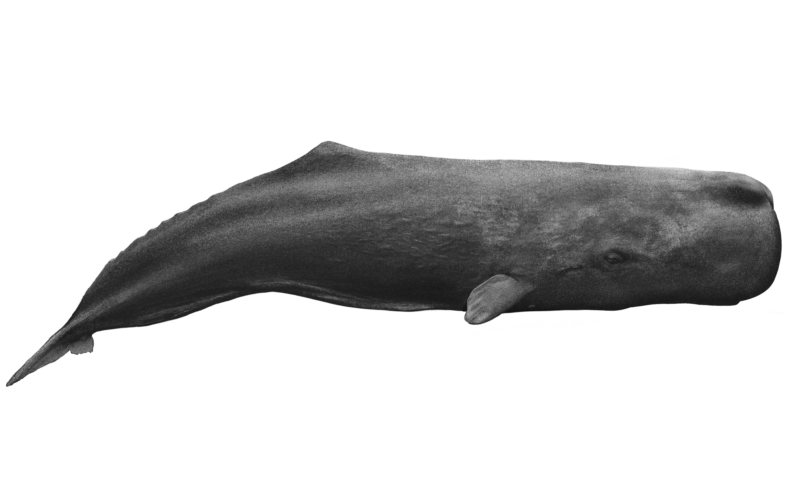 SPERM WHALES DOMINICA